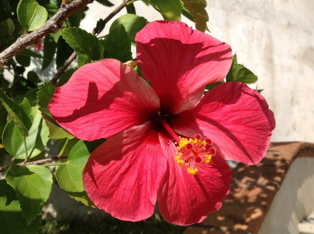 ホテル Casa Flor De Mar シポリテ エクステリア 写真